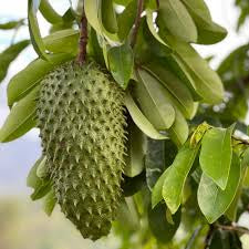 Soursop Leaves