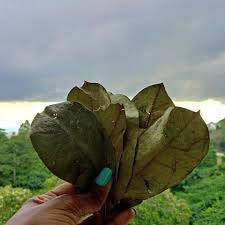 Image of hand holding dried soursop leaves up to the horizon with green background at the bottom and grey clouds clearing above the horizon